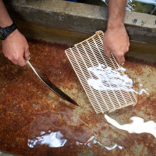 pisciculteurs-hdf-mont saint vaast-oeufs de truites-1