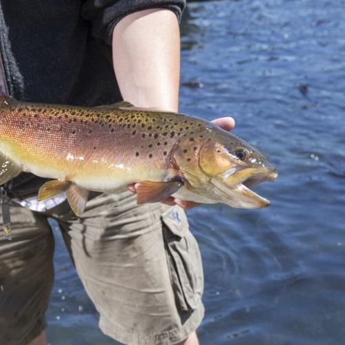 pisciculteurs-hdf-scea jorgensen-chartreux-truite arc en ciel-1