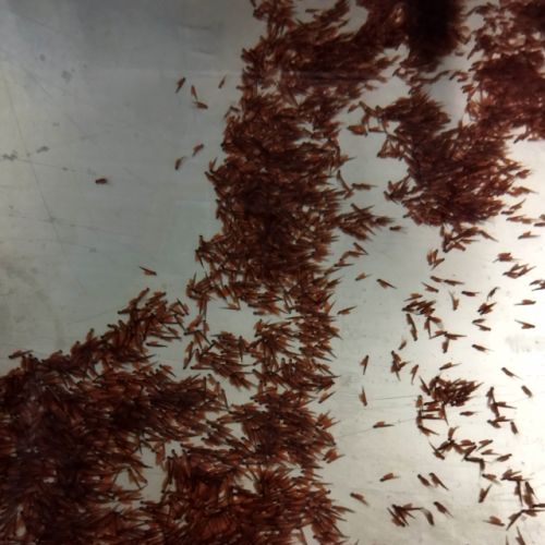 pisciculteurs-hdf-scea jorgensen-machiel-oeufs de truites-1