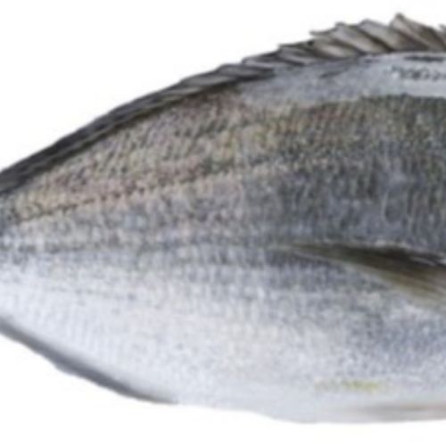 pisciculteurs-hdf-Daurade 