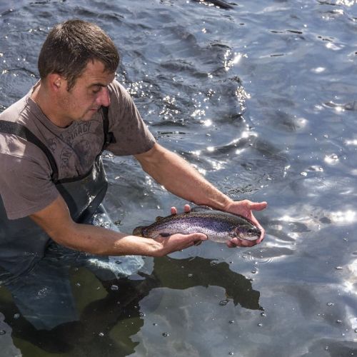 pisciculteurs-hdf-scea jorgensen-chartreux-truite arc en ciel-2