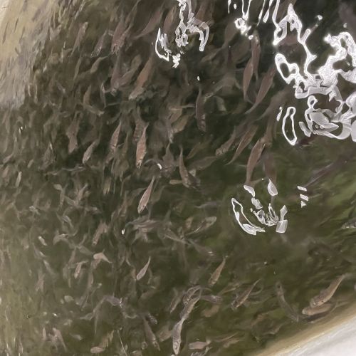 pisciculteurs-hdf-alevin bars daurades-1