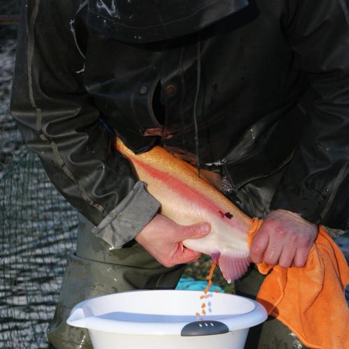 pisciculteurs-hdf-marcoing-œufs de truites1