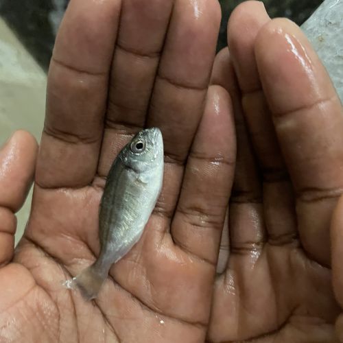 pisciculteurs-hdf-alevin daurades-1