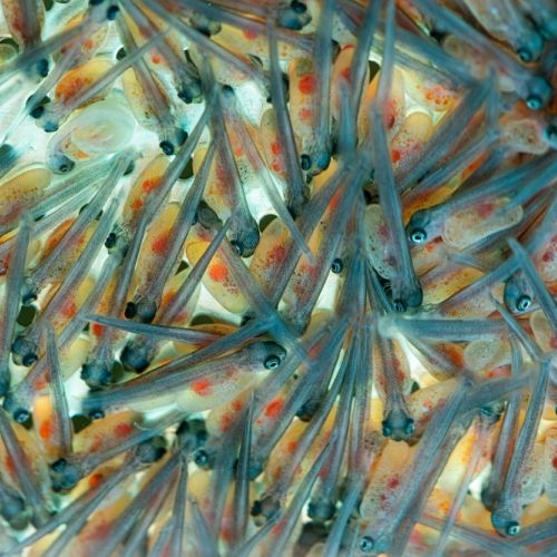 pisciculteurs-hdf-mont saint vaast-alevins-1