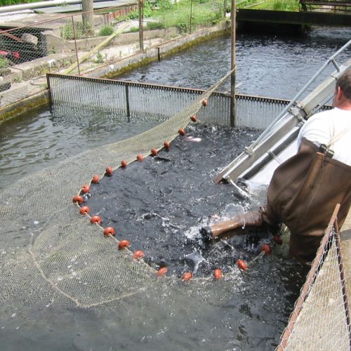 pisciculteurs-hdf-la selle-loeuilly-2