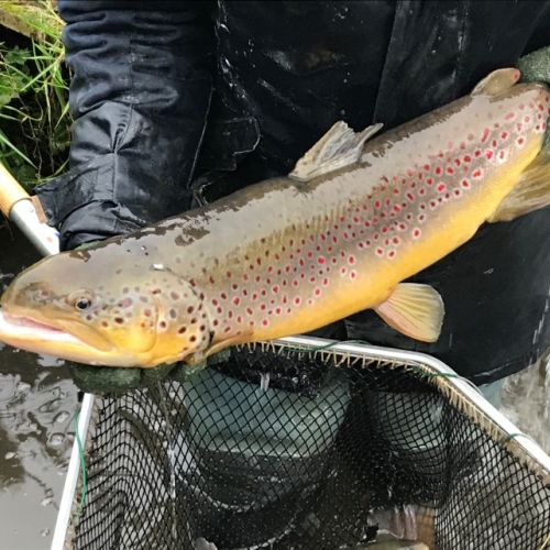 pisciculteurs-hdf-voulpaix-truite fario-1