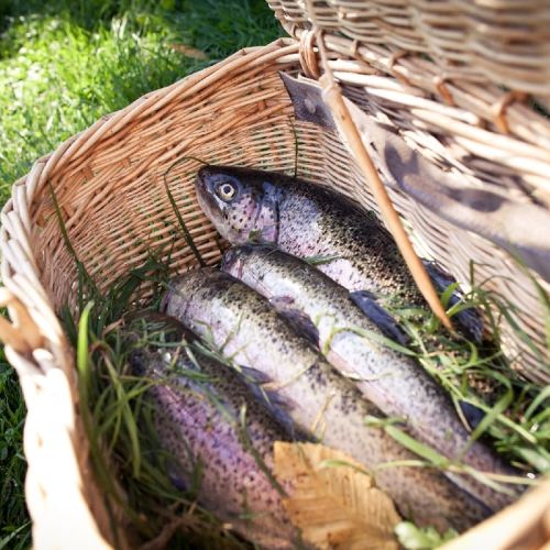 pisciculteurs-hdf-cleret-monchel-truite arc en ciel-2